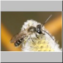 Andrena barbilabris - Sandbiene m02 9mm.jpg